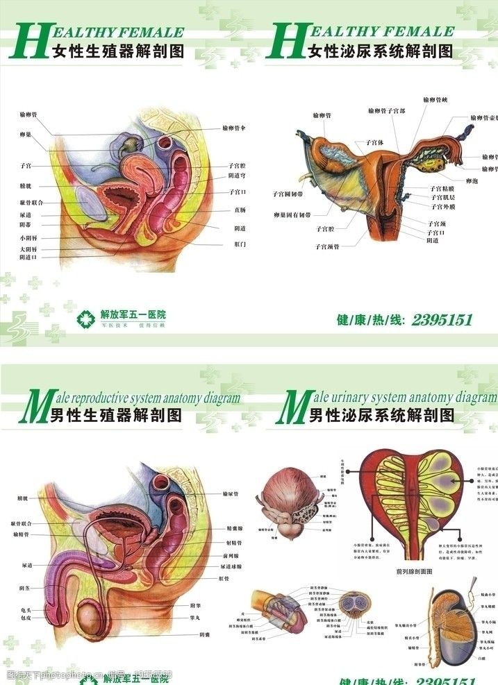 生殖系统图男女生殖系统解剖图图片