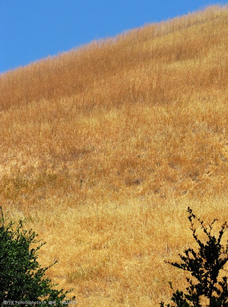 金陵荒草萋萋图片