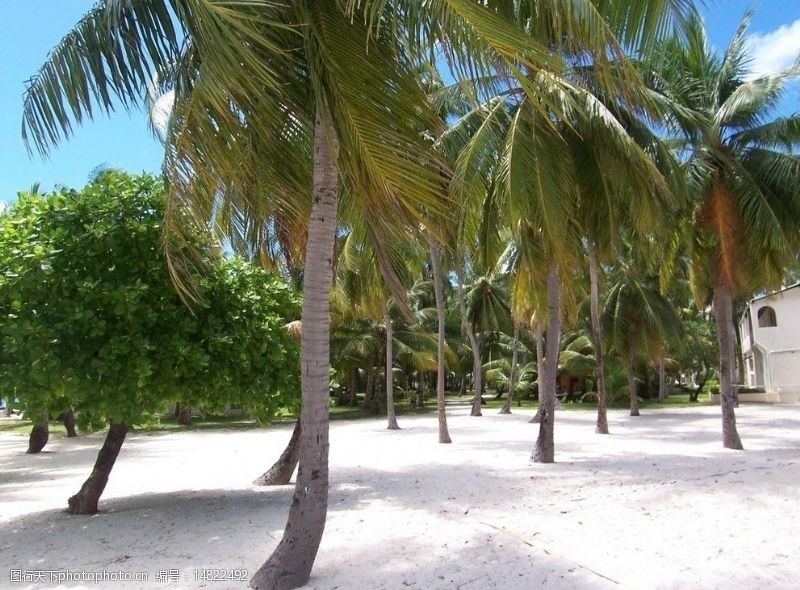 马尔代夫沙滩椰树图片