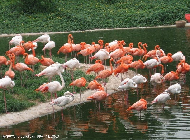 香江动物园火烈鸟图片