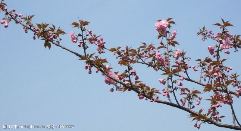 宁波樱花月湖公园的樱花图片