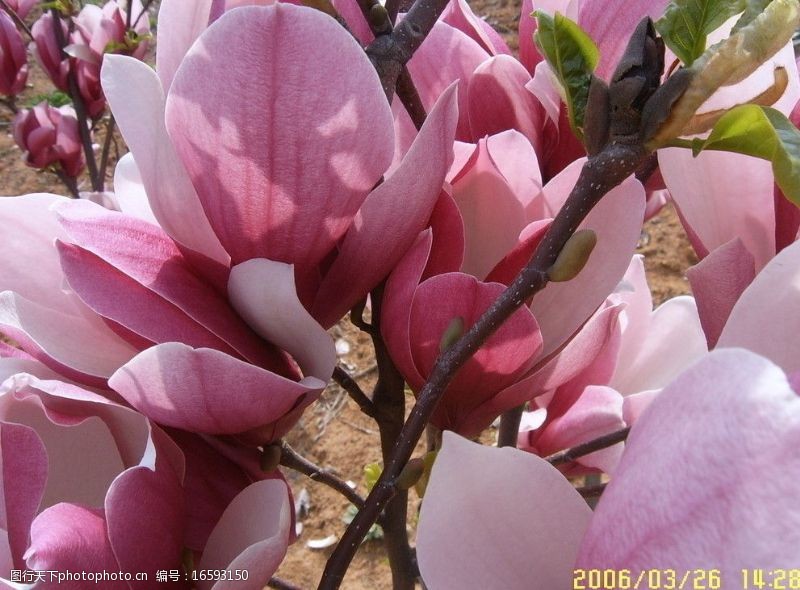 木兰盛开的紫玉兰图片