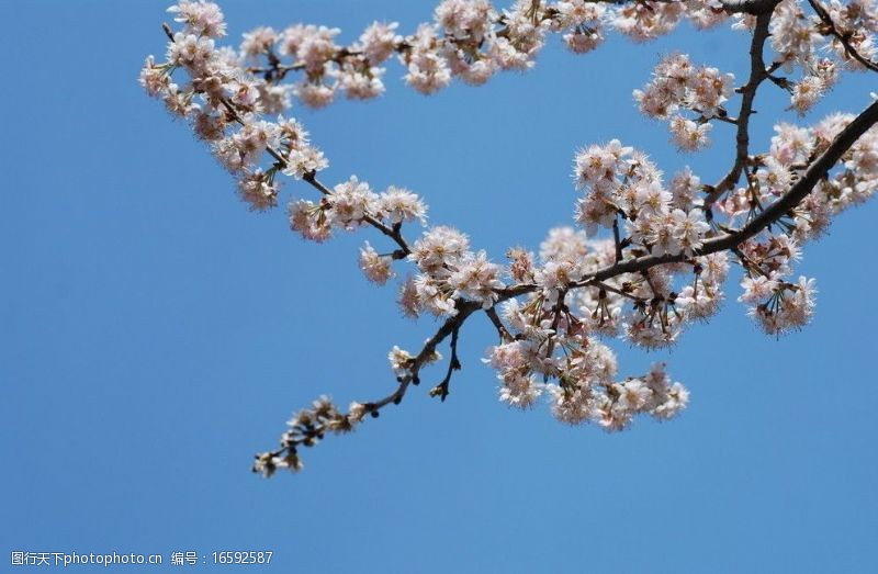 宁静蓝天下的樱花图片