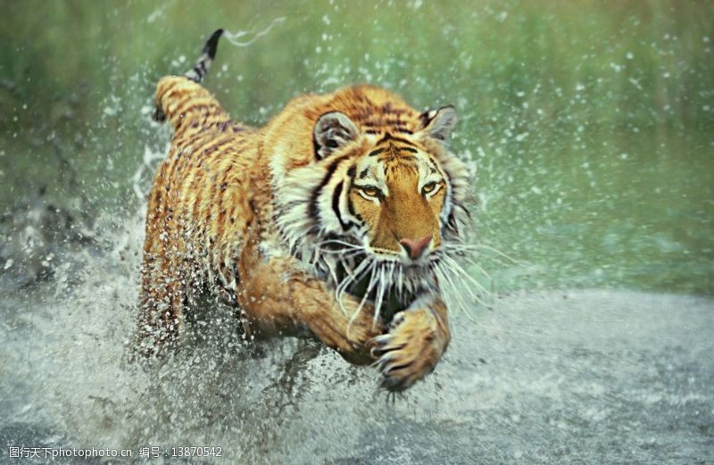 虎虎生威水中奔跑的老虎图片