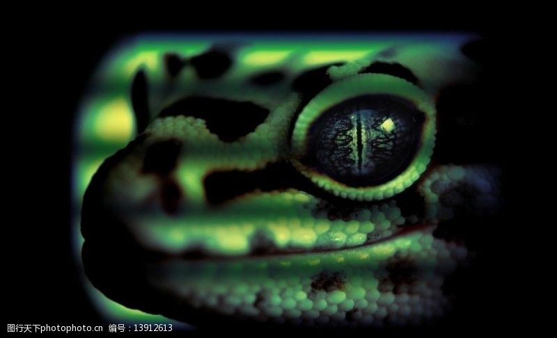 眼睛蛇图片免费下载 眼睛蛇素材 眼睛蛇模板 图行天下素材网 眼睛蛇图片免费下载 眼睛蛇素材 眼睛蛇模板 图行天下素材网