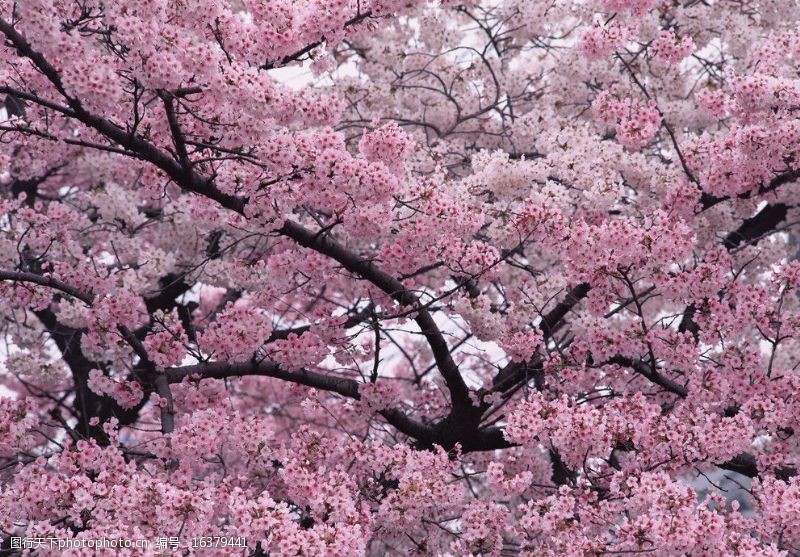 粉红色樱花樱花摄影图图片