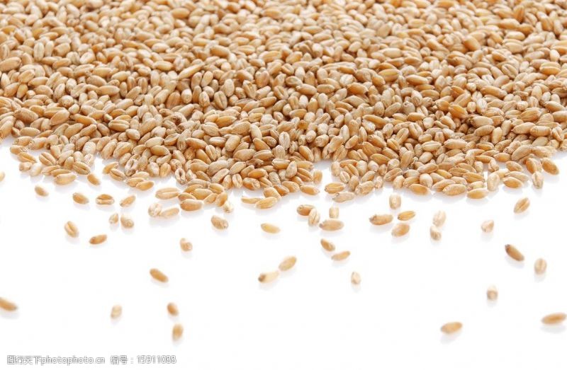 水稻小麦高清图片