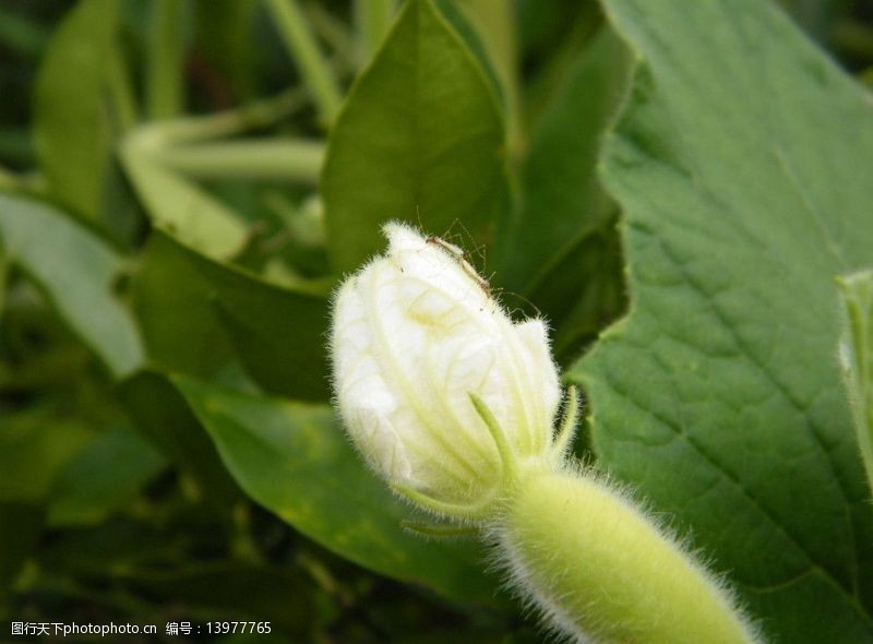 冬瓜花图片免费下载 冬瓜花素材 冬瓜花模板 图行天下素材网