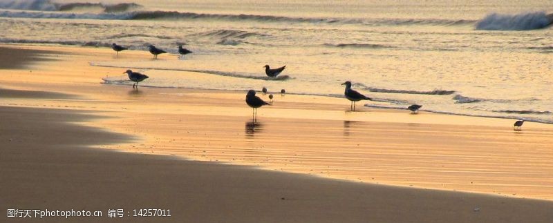 金色沙滩群鸟图图片
