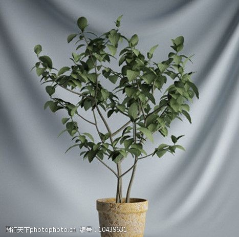 3d设计源文件3D精美盆栽植物模型图片