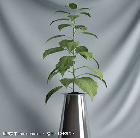 3d设计源文件3D盆栽植物模型图片