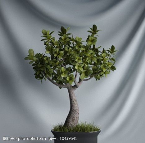 3d设计源文件精美室内盆栽模型图片