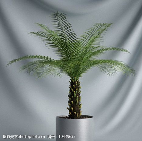 3d设计源文件盆栽植物三维模型图片