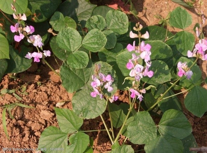 紫刀豆扁豆花图片